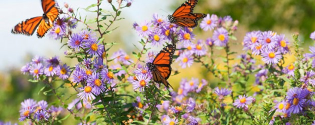 La letra Psi, la Psique y las Mariposas