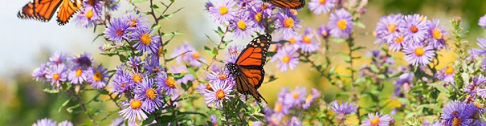 La letra Psi, la Psique y las Mariposas